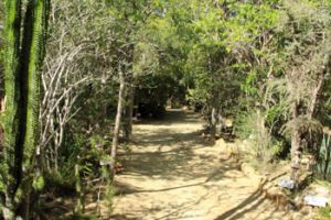 Trip to the Arboretum Antsokay near Tulear