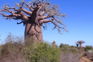 Trip to the Reniala park to see the Baobabs