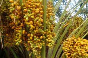 Vegetable plantation at the Famata Lodge in Ambohimahavelo