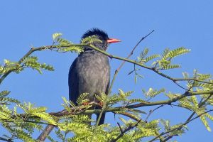 Bird watching: Trip for ornithologists
